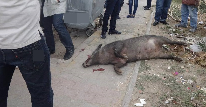 جماعة لغديرة:الخنزير البري يهجم على سكان الجماعة