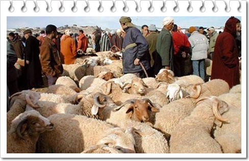 الحمى القلاعية وراء اغلاق جميع الأسواق باقليم سيدي بنور في وجه قطعان الأبقار و الأغنام بقرار عاملي