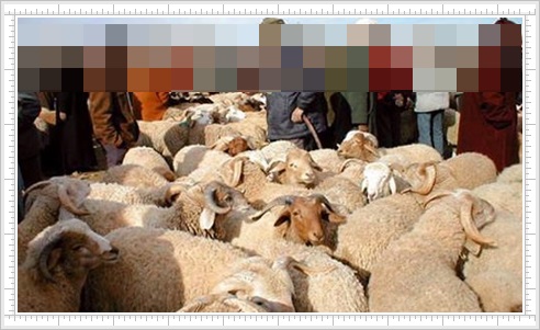 المجمع الشريف للفوسفاط يوزع أكثر من 200 أضحية العيد على الأسر المعوزة بالمناطق المجاورة للجرف الأصفر